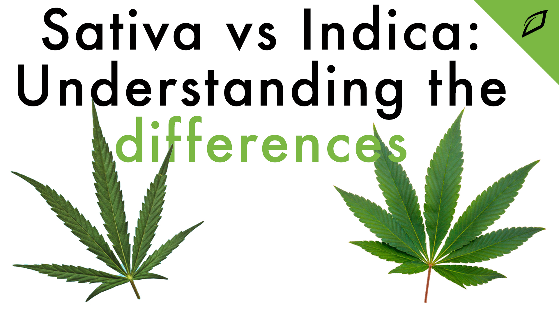 Indica Vs Sativa Understanding The Differences